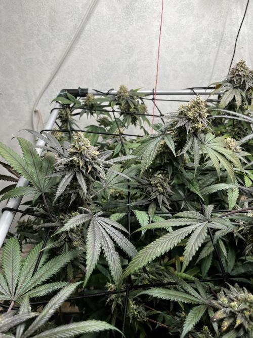 Barney‘s 4 Strain Grow 2025. Week 24
