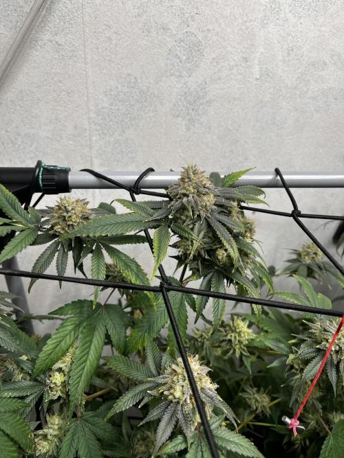 Barney‘s 4 Strain Grow 2025. Week 24