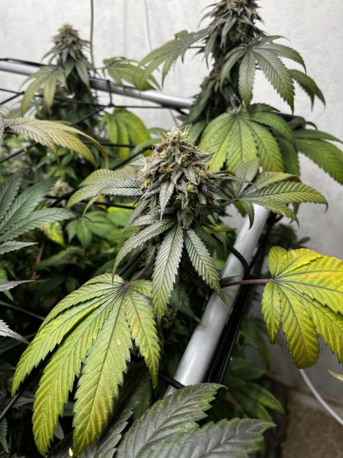 Barney‘s 4 Strain Grow 2025. Week 24