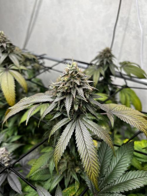 Barney‘s 4 Strain Grow 2025. Week 24