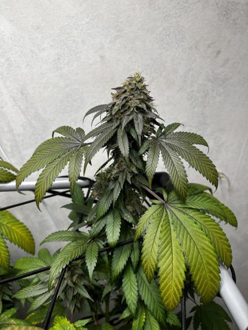 Barney‘s 4 Strain Grow 2025. Week 24