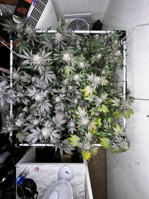 Barney‘s 4 Strain Grow 2025. Week 24