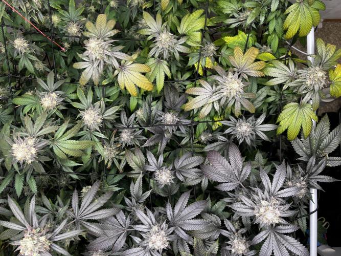 Barney‘s 4 Strain Grow 2025. Week 24
