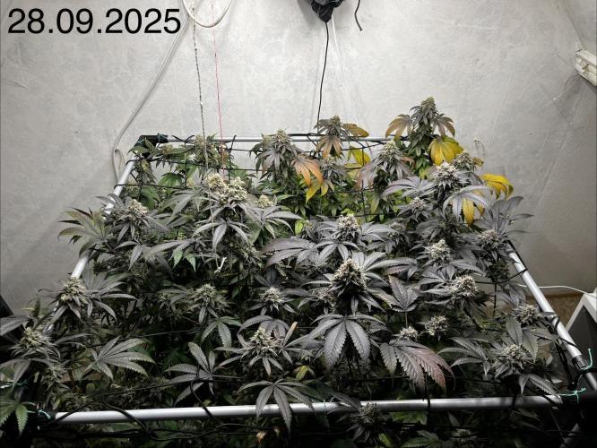 Barney‘s 4 Strain Grow 2025. Week 25