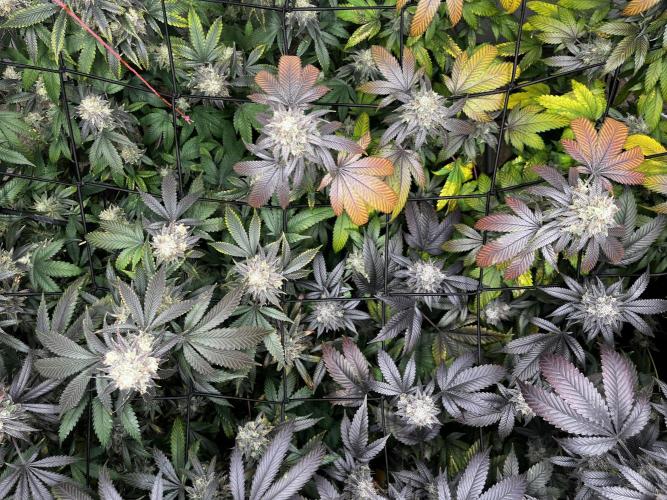 Barney‘s 4 Strain Grow 2025. Week 25