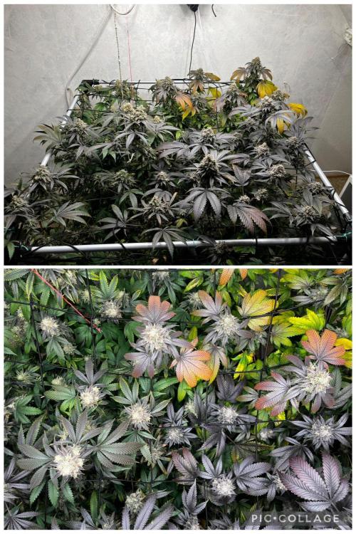 Barney‘s 4 Strain Grow 2025. Week 25