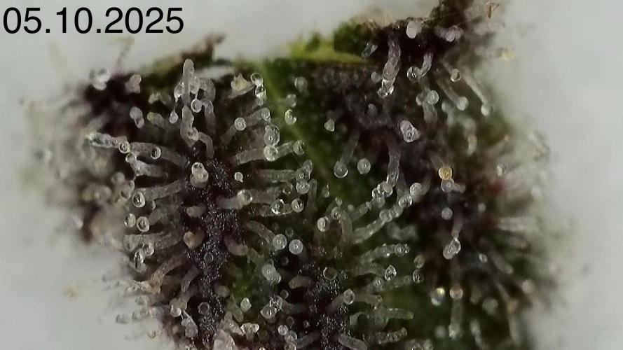 Barney‘s 4 Strain Grow 2025. Week 26