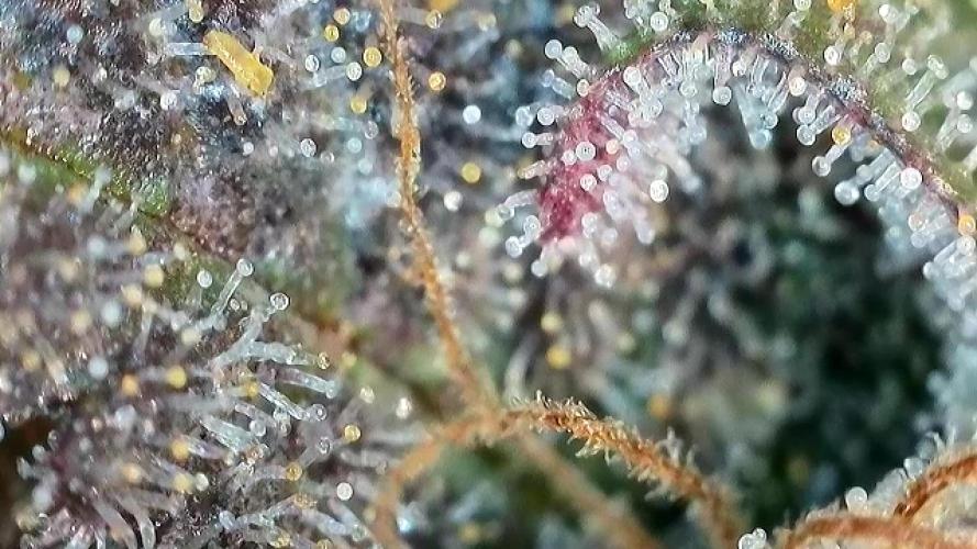Barney‘s 4 Strain Grow 2025. Week 26