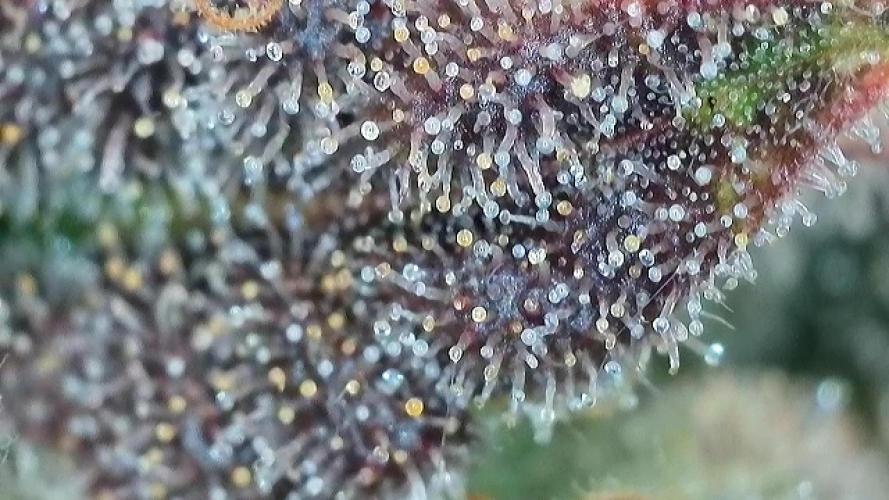 Barney‘s 4 Strain Grow 2025. Week 26