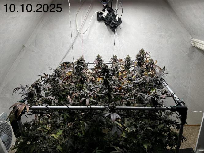 Barney‘s 4 Strain Grow 2025. Week 26