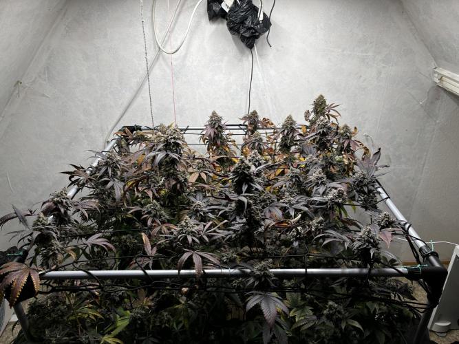 Barney‘s 4 Strain Grow 2025. Week 26