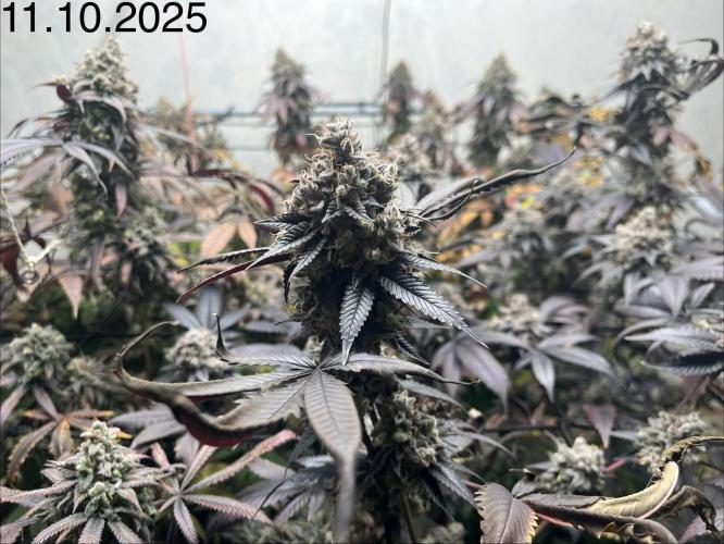 Barney‘s 4 Strain Grow 2025. Week 26
