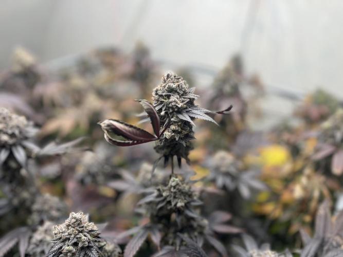 Barney‘s 4 Strain Grow 2025. Week 26