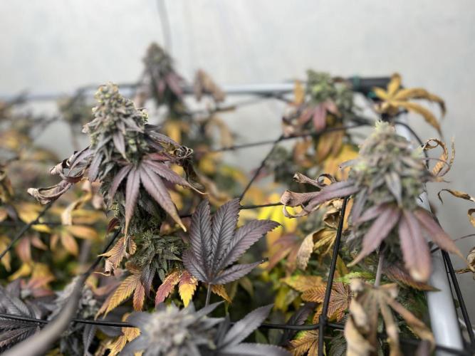 Barney‘s 4 Strain Grow 2025. Week 26