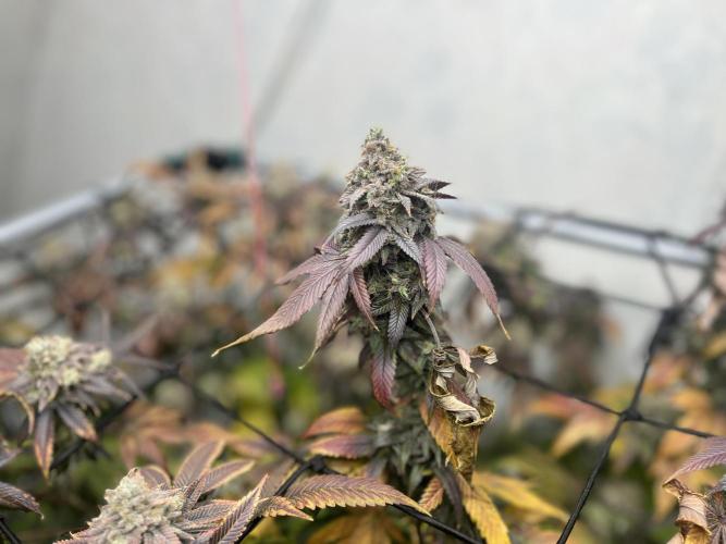 Barney‘s 4 Strain Grow 2025. Week 26