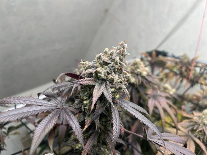 Barney‘s 4 Strain Grow 2025. Week 26