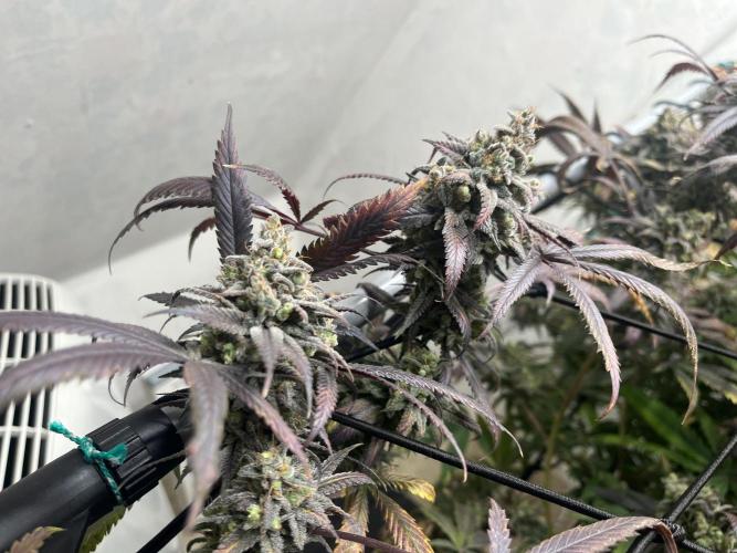 Barney‘s 4 Strain Grow 2025. Week 26