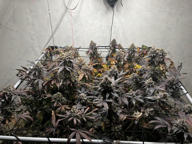 Barney‘s 4 Strain Grow 2025. Week 26