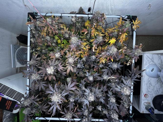 Barney‘s 4 Strain Grow 2025. Week 26