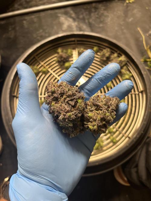 Barney‘s 4 Strain Grow 2025. Week 26