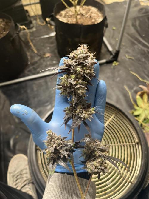 Barney‘s 4 Strain Grow 2025. Week 26