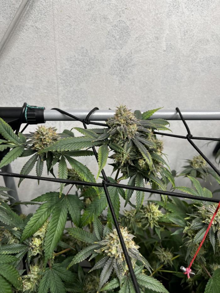 Barney‘s 4 Strain Grow 2025. Week 27