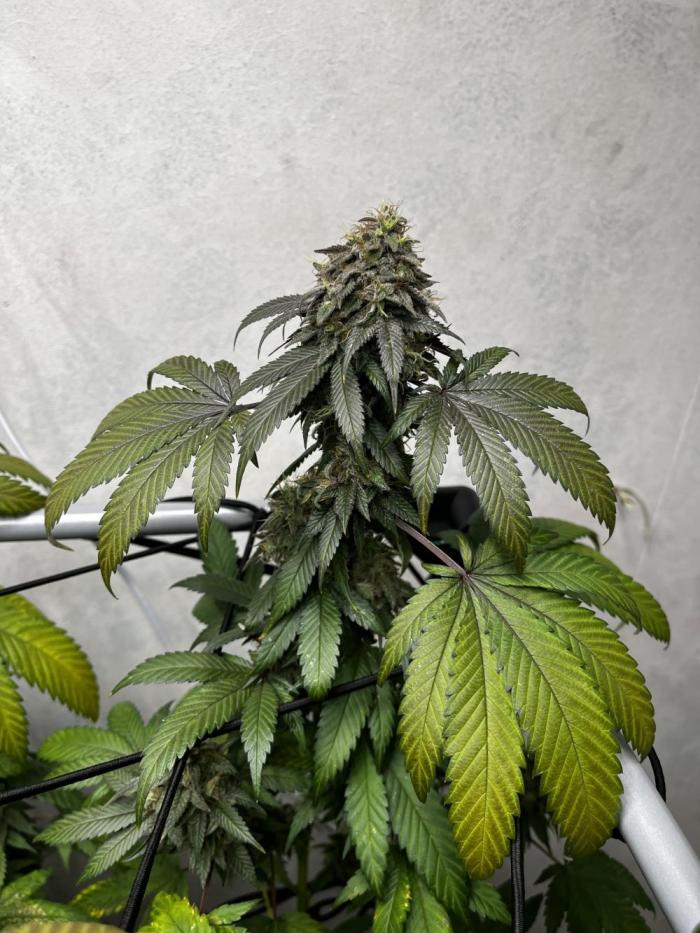 Barney‘s 4 Strain Grow 2025. Week 27