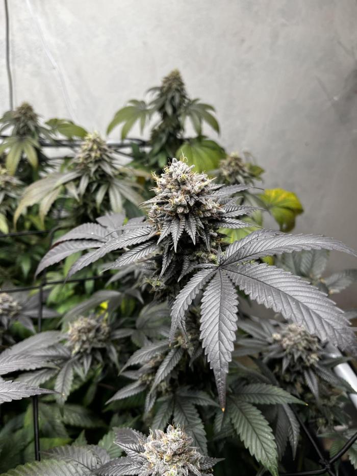 Barney‘s 4 Strain Grow 2025. Week 27