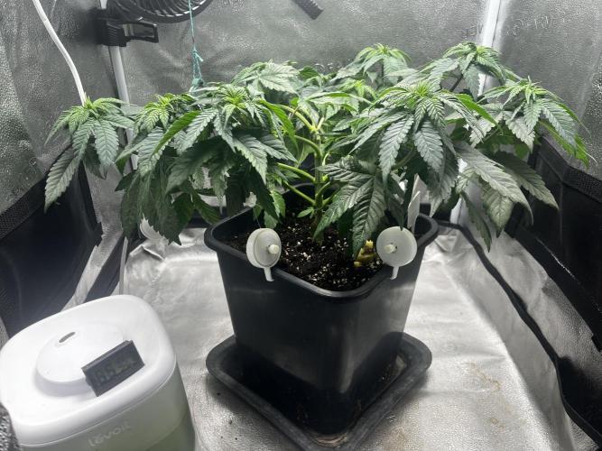 Laughing Buddha | SF1000D | solo run. Week 6