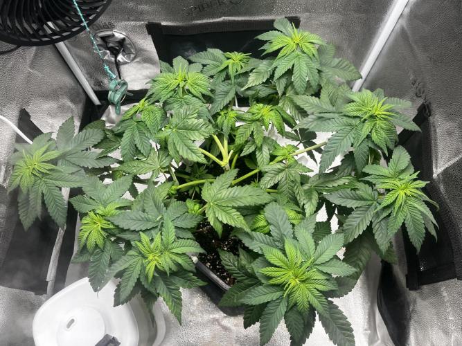 Laughing Buddha | SF1000D | solo run. Week 6