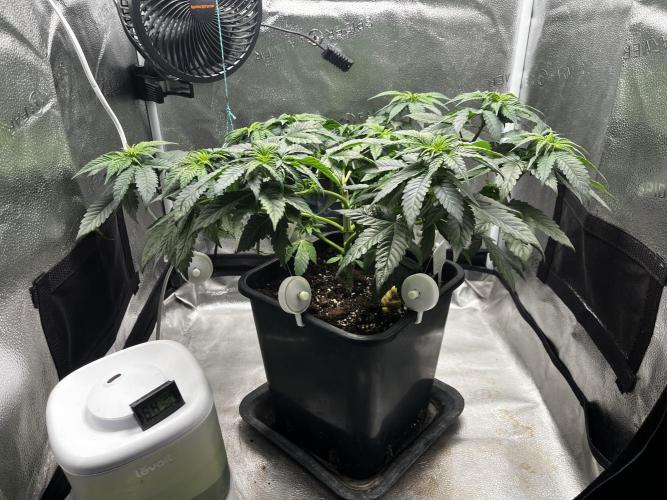 Laughing Buddha | SF1000D | solo run. Week 6