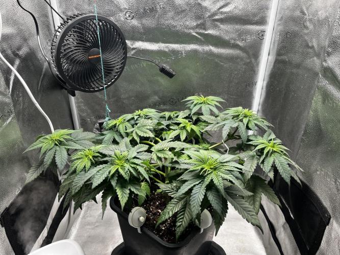 Laughing Buddha | SF1000D | solo run. Week 6