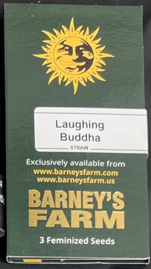 Laughing Buddha | SF1000D | solo run. Week 0