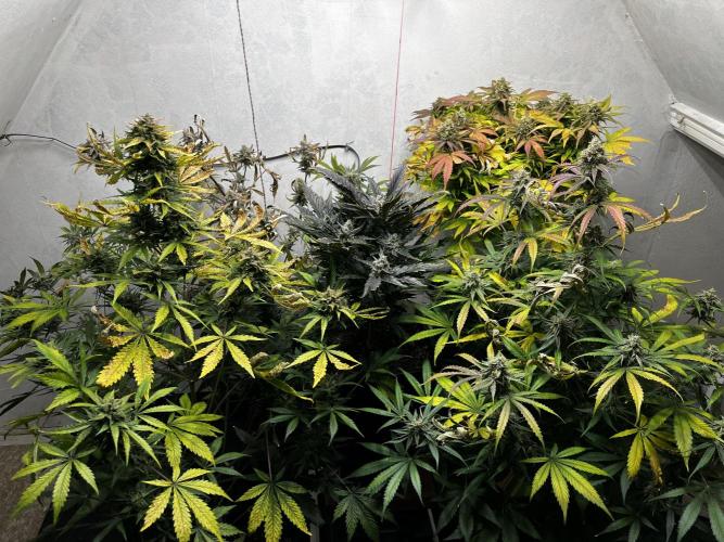 5 Autos 15L | Spider Farmer  SE3000. Week 10