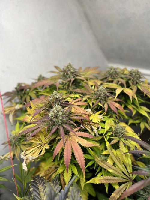 5 Autos 15L | Spider Farmer  SE3000. Week 10