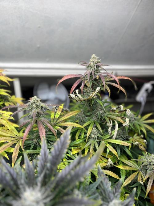 5 Autos 15L | Spider Farmer  SE3000. Week 10