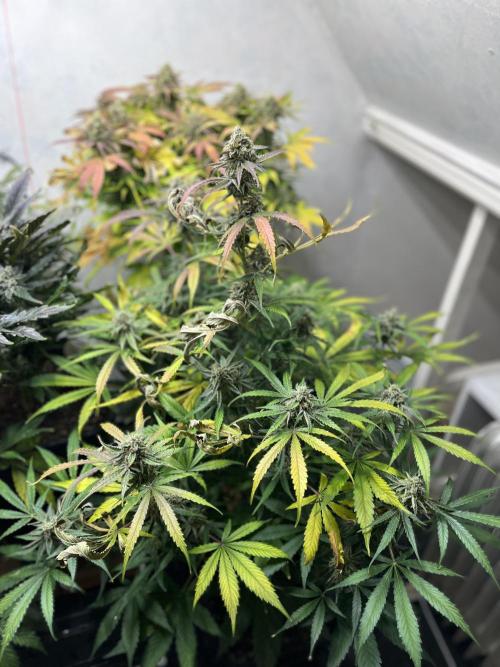 5 Autos 15L | Spider Farmer  SE3000. Week 10