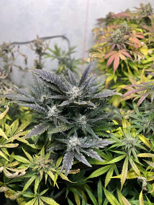 5 Autos 15L | Spider Farmer  SE3000. Week 10