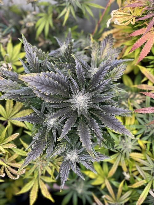 5 Autos 15L | Spider Farmer  SE3000. Week 10