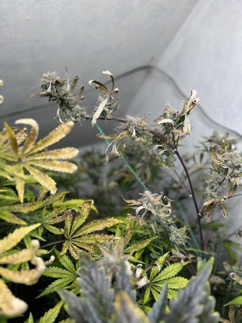 5 Autos 15L | Spider Farmer  SE3000. Week 10
