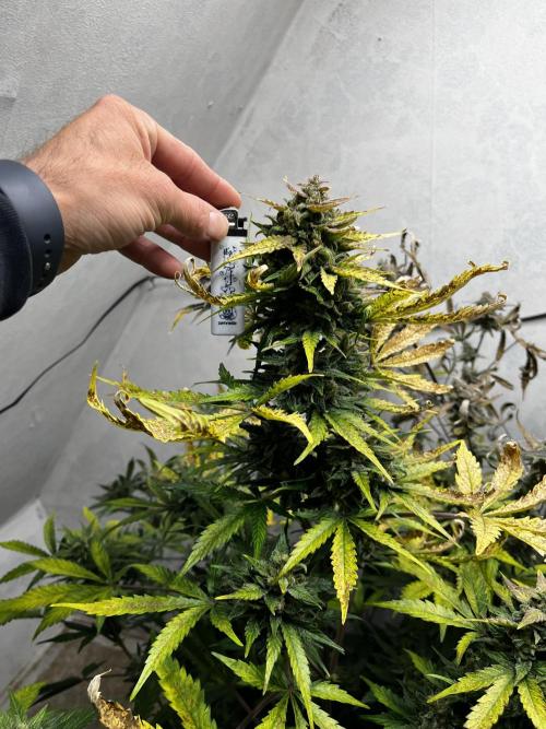 5 Autos 15L | Spider Farmer  SE3000. Week 10