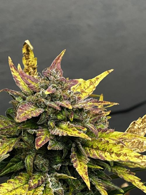 5 Autos 15L | Spider Farmer  SE3000. Week 10