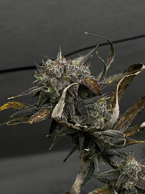 5 Autos 15L | Spider Farmer  SE3000. Week 10
