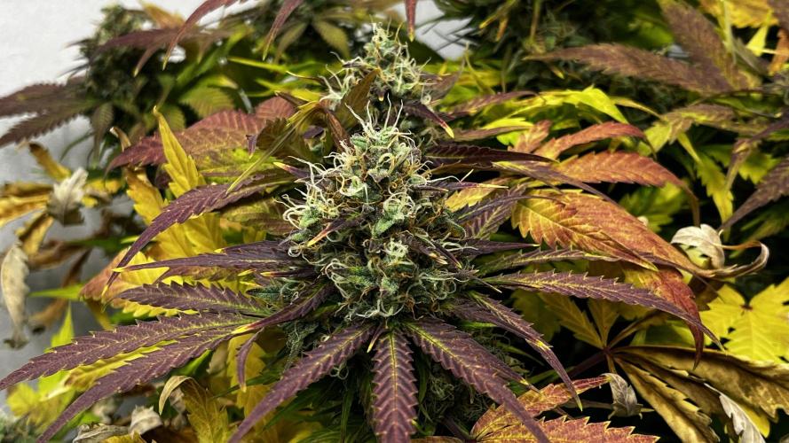5 Autos 15L | Spider Farmer  SE3000. Week 10