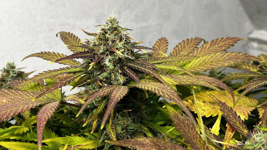 5 Autos 15L | Spider Farmer  SE3000. Week 10