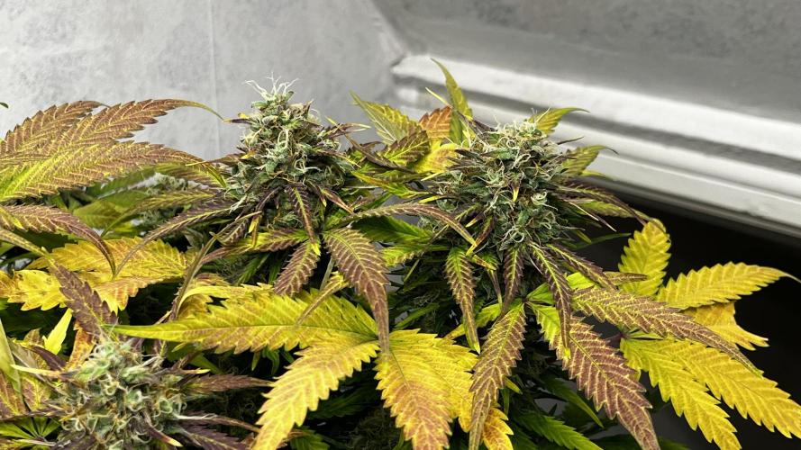 5 Autos 15L | Spider Farmer  SE3000. Week 10