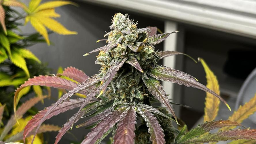 5 Autos 15L | Spider Farmer  SE3000. Week 10