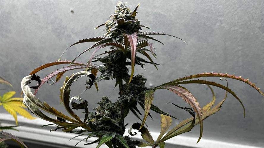 5 Autos 15L | Spider Farmer  SE3000. Week 10