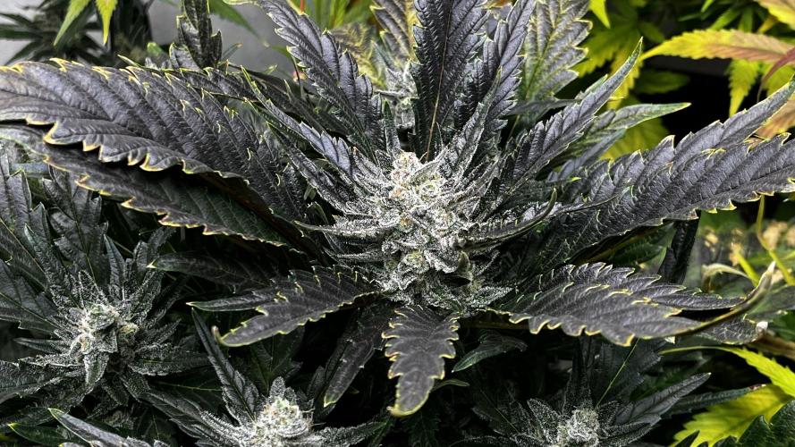 5 Autos 15L | Spider Farmer  SE3000. Week 10