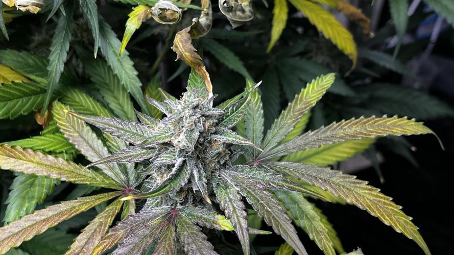 5 Autos 15L | Spider Farmer  SE3000. Week 10